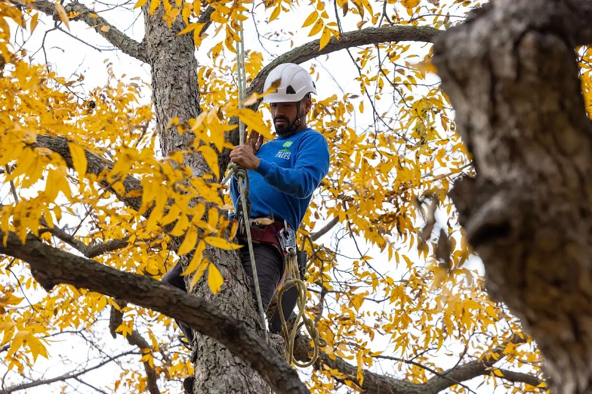 Skilled Tree Planing crew working in Oakwood