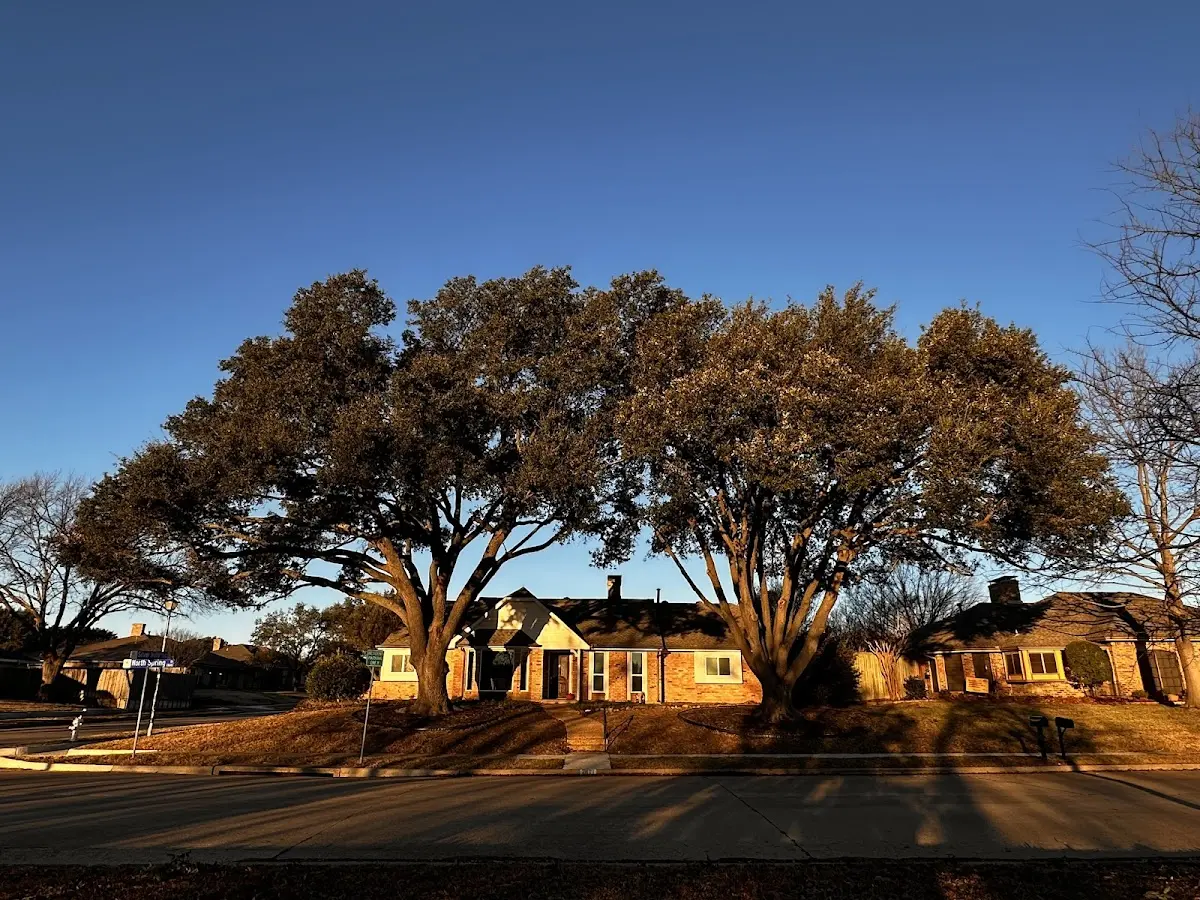 Established residential canopy tree shading a home in Oakwood